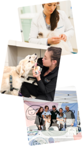 Untitled design (4) Three stacked photos: a vet examines a dog; a woman feeds a dog ice cream while kneeling; a group of people and a dog stand at an outdoor event booth with banners and tables.