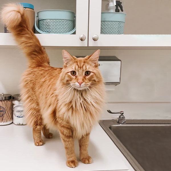 An orange tabby cat with a fluffy tail standing on a kitchen counter, looking directly at the camera, with pet bowls and containers in the background.