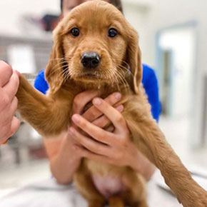 A golden retriever puppy is held by a person in a blue shirt, stretching out one paw while looking directly at the camera, inside a vet's office.