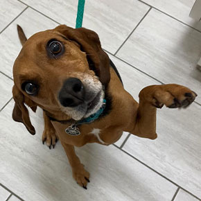 A small brown dog with big expressive eyes stands on its hind legs, lifting one paw as if waving, wearing a turquoise collar with a tag, and looking up towards the camera.