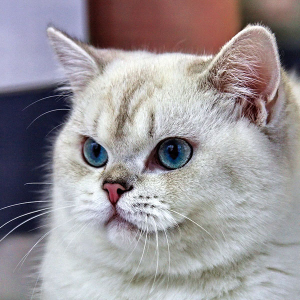 Close-up of a light-colored british shorthair cat with striking blue eyes and a soft, dense coat, looking off to the side.