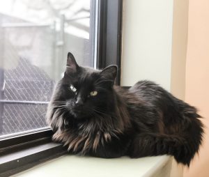 A black, long-haired cat with bright eyes resting on a window sill, gazing outside, with a soft focus on a tree visible through a mesh screen.