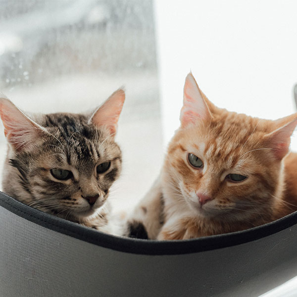 Two cats lounging in a hammock by a window, with a tabby cat on the left and an orange cat on the right, both looking away from the camera.