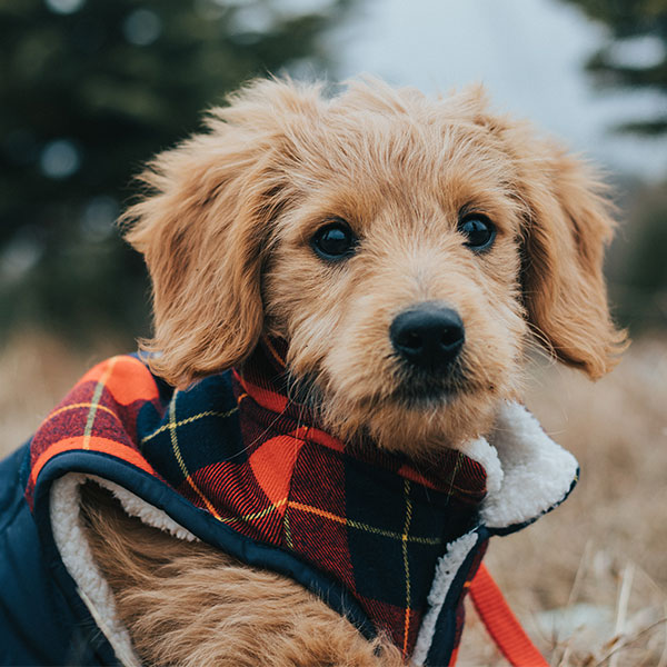 A cute, fluffy light-brown puppy wearing a tartan-patterned scarf and a blue jacket, looking at the camera with a soft gaze, outdoors with blurred trees in the background.
