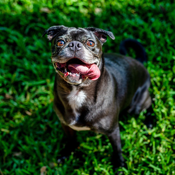 A happy pug with a shiny black coat and expressive eyes stands on a lush green lawn, tongue out, looking eagerly at the camera.
