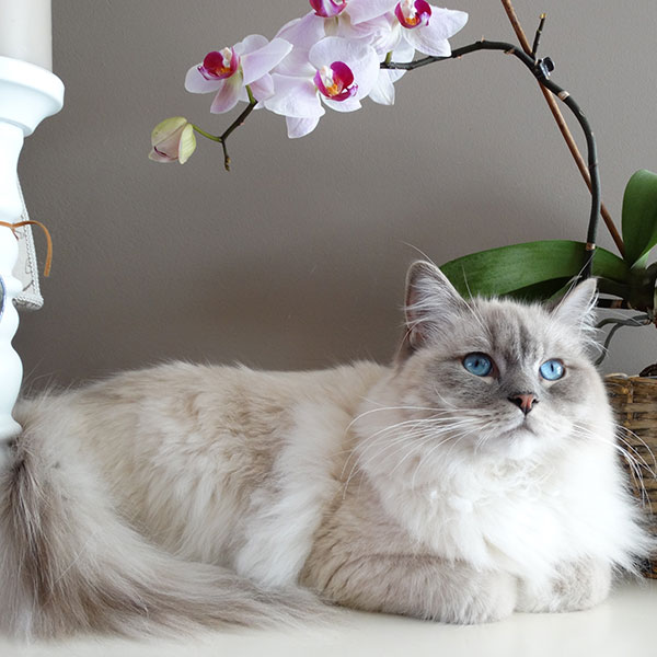A fluffy white and gray cat with striking blue eyes lies elegantly beside a blooming pink orchid on a light-colored table, with a neutral background.