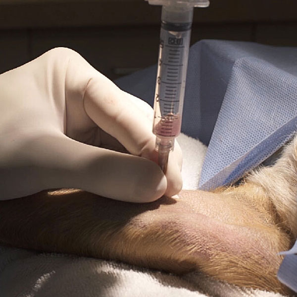 A close-up of a veterinarian's hand administering an injection into a dog's leg, with the focus on the syringe and the dog’s fur.