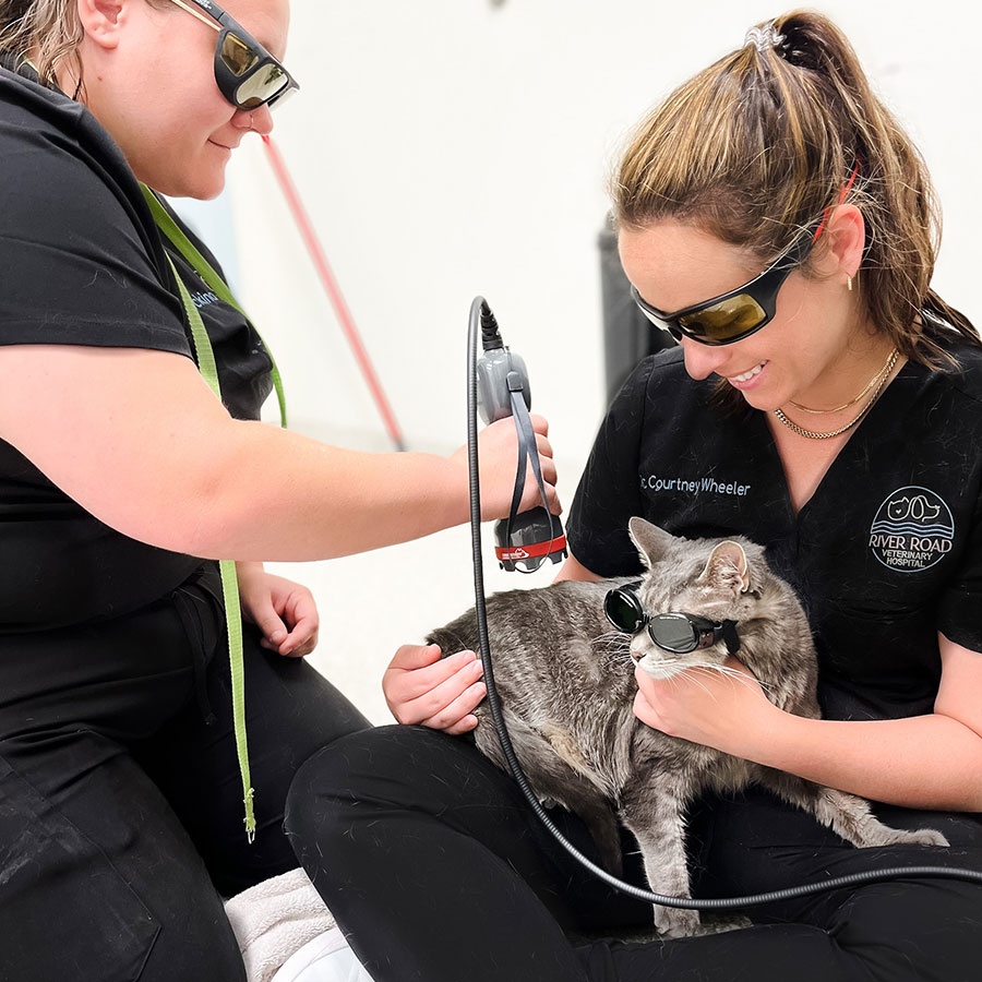 Two female veterinary professionals in black uniforms examine a gray tabby cat using a stethoscope, indoors. both women are wearing sunglasses and smiling.