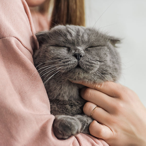 A woman in a pink shirt gently holds a content gray cat with closed eyes, emphasizing a comforting and peaceful interaction.