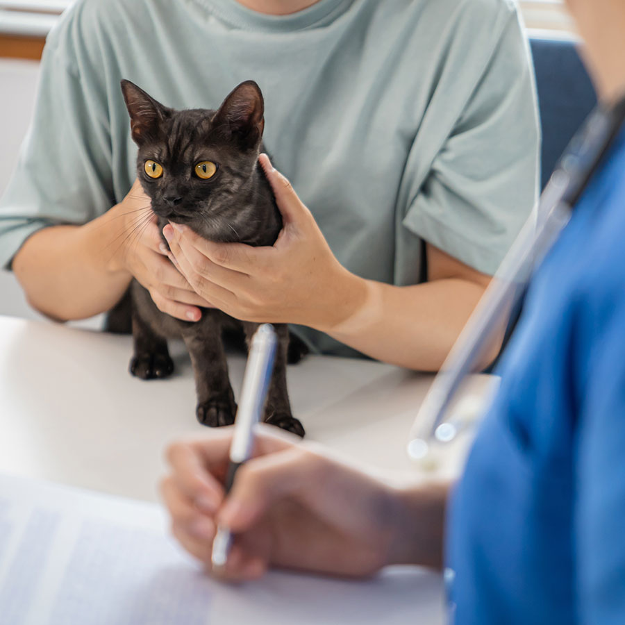 A black cat with yellow eyes is held gently by a person in a teal shirt during a veterinary examination, while the vet takes notes.