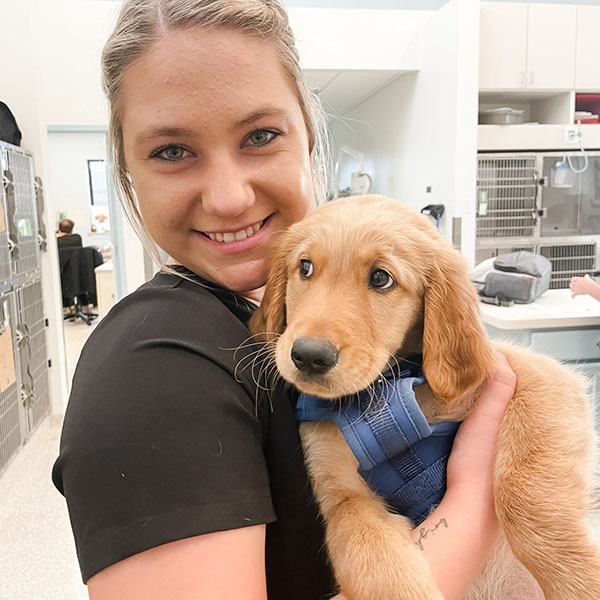 A young woman with a joyful expression holding a golden retriever puppy in a blue harness at a veterinary clinic.