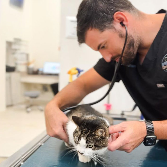A veterinarian uses a stethoscope to examine a cat on an examination table. The cat is lying down calmly, and the clinic setting is visible in the background.