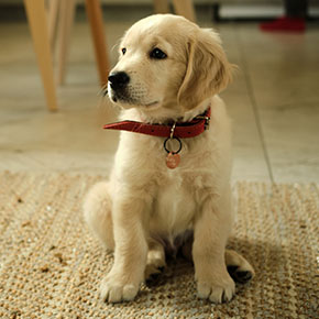 A golden retriever puppy with a red collar sits on a woven rug. The background features wooden furniture and a tiled floor. The puppy gazes to the left, appearing relaxed and attentive.