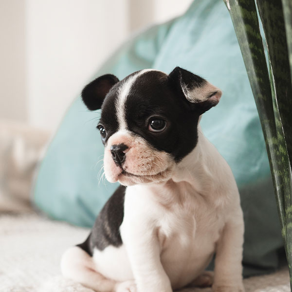 A small black and white puppy with large eyes sits on a cozy bed. Behind the puppy is a blue cushion and the leaves of a plant are visible on the right side. The puppy looks alert and curious.