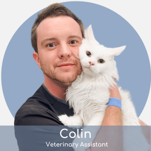 A man with short brown hair and a trimmed beard, wearing a black shirt and blue wristband, hugs a fluffy white cat in front of a blue circle background. Text reads: "Colin, Veterinary Assistant.