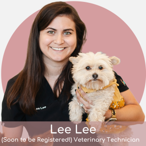 A smiling woman with long brown hair, wearing a black shirt with “Lee Lee” on it, holds a small, fluffy white dog in a yellow harness. Text reads: “Lee Lee (Soon to be Registered!) Veterinary Technician.”.