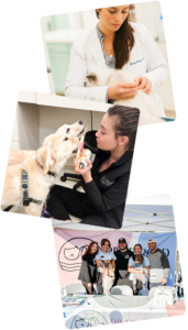 Three stacked photos: a vet examines a dog; a woman feeds a dog ice cream while kneeling; a group of people and a dog stand at an outdoor event booth with banners and tables.