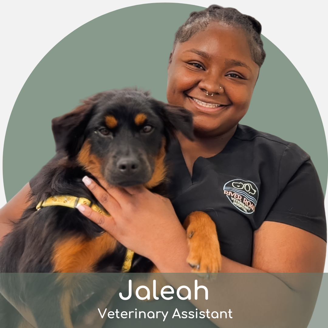 Jaleah A smiling veterinary assistant in black scrubs holds a black and brown dog with a yellow harness. The name "Jaleah" and the title "Veterinary Assistant" are displayed at the bottom of the image.