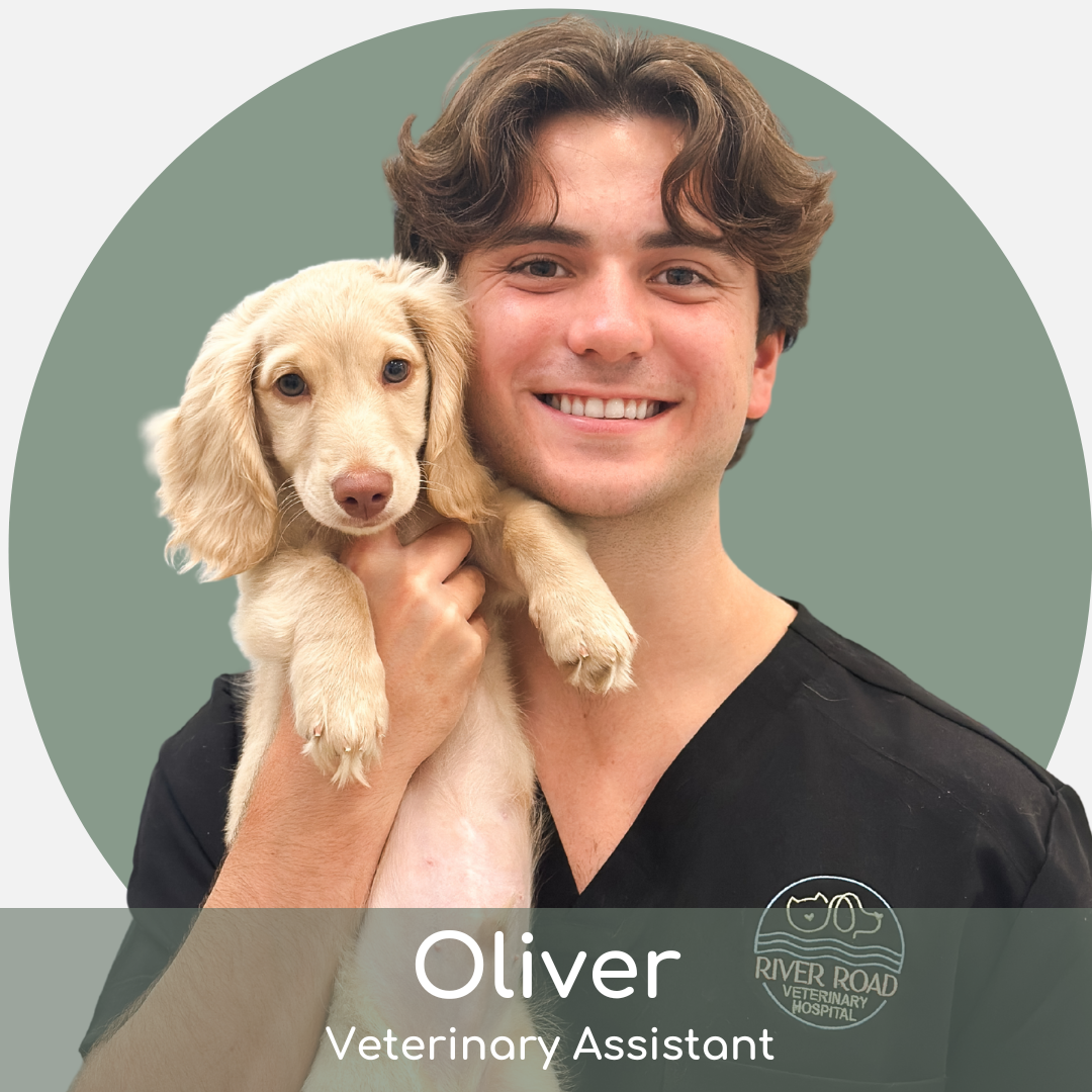 Oliver A smiling man in black scrubs holding a light-colored puppy. The text reads, "Oliver, Veterinary Assistant," with a logo for River Road Veterinary Hospital. The background is a green circle on a light backdrop.