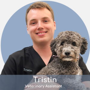 Tristin A smiling veterinary assistant in black scrubs, named Tristin, holds a curly-haired gray dog. A blue circle is in the background, and text at the bottom reads "Tristin, Veterinary Assistant.