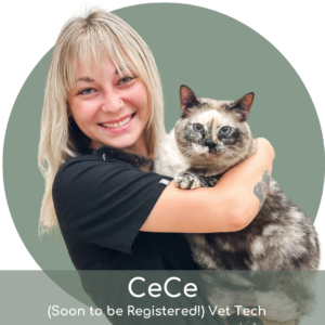 cece (1) A smiling woman with blonde hair and bangs, wearing a black shirt, holds a fluffy, blue-eyed tortoiseshell cat. Text at the bottom reads: "CeCe (Soon to be Registered!) Vet Tech.