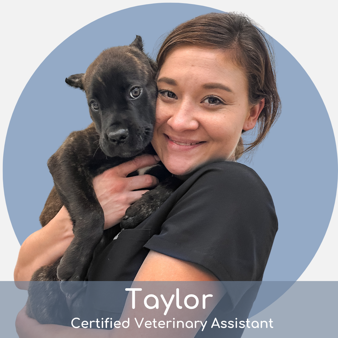 TB Smiling woman in black scrubs holding a black puppy, with “Taylor, Certified Veterinary Assistant” written at the bottom in white text on a blue background.