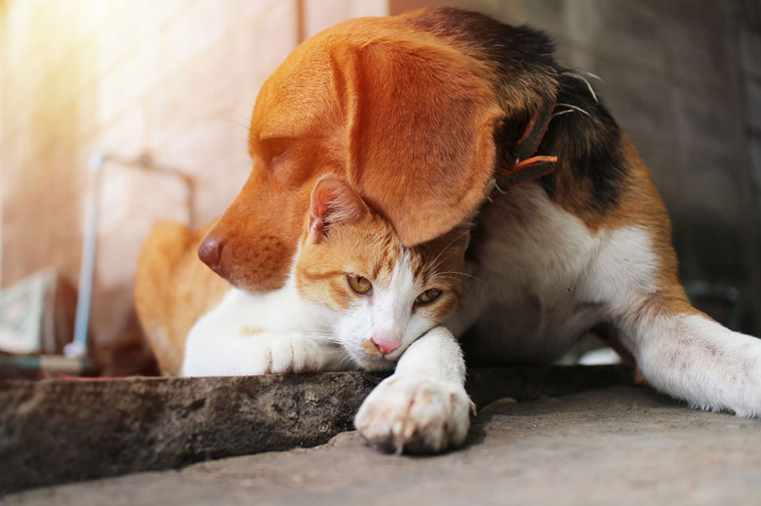A beagle dog gently resting its head on a brown and white cat who is lying down on the ground, both basking in warm sunlight.